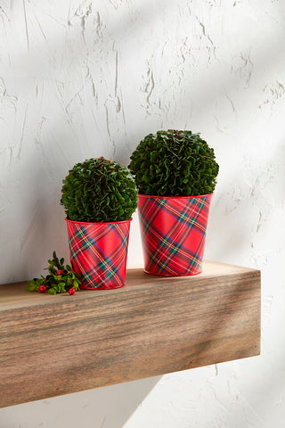 Boxwood Tartan Pot