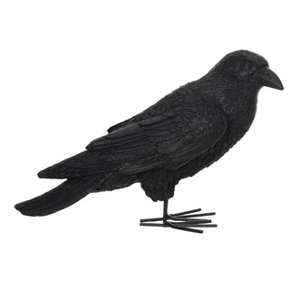 Fright Night Crow