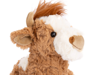 Madison The Highland Cow