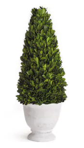 Cone Boxed Topiary